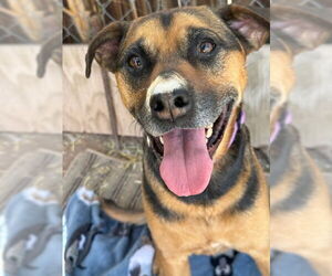 Beagle-Unknown Mix Dogs for adoption in Williamsburg, NM, USA