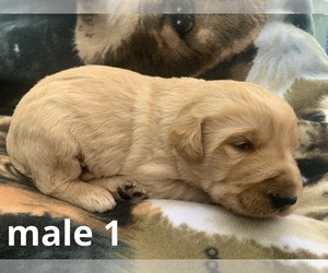 Labradoodle Puppy for sale in DIALVILLE, TX, USA