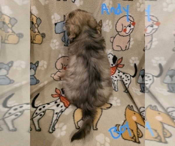 Medium Photo #7 Chizer Puppy For Sale in MONTEZUMA, GA, USA