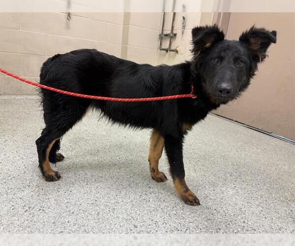 Medium Photo #1 German Shepherd Dog-Unknown Mix Puppy For Sale in Conroe, TX, USA