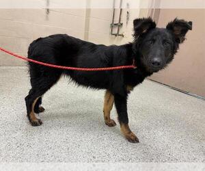 German Shepherd Dog-Unknown Mix Dogs for adoption in Conroe, TX, USA