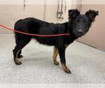 Small German Shepherd Dog Mix