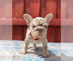 Small #5 French Bulldog