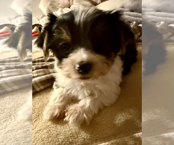 Medium Photo #2 Mutt Puppy For Sale in Boca Raton, FL, USA