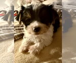 Small #1 Mutt