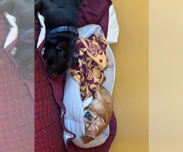 Medium Photo #9 Puggle Puppy For Sale in East Derry, NH, USA