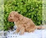 Small #1 Cavapoo