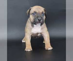 American Bully Puppy for sale in CHAMPAIGN, IL, USA