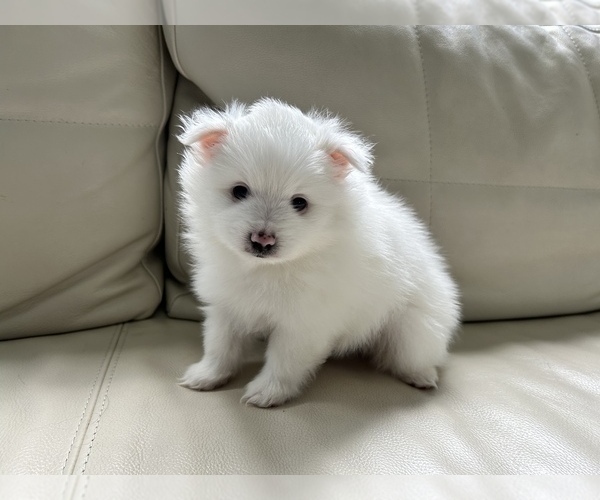 Medium Photo #23 Pomeranian Puppy For Sale in DES MOINES, WA, USA