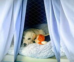 Small #9 Labrador Retriever Mix