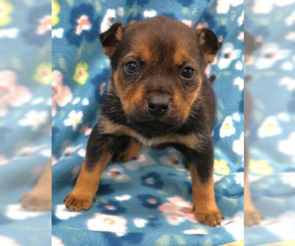 Medium Photo #1 Mutt Puppy For Sale in Thief River Falls, MN, USA