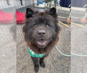 Nellie - Female Chow Chow Dog for Adoption - Photo #3