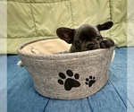 Small #2 French Bulldog
