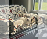 Small #2 Mutt