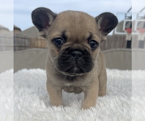 French Bulldog Puppy for Sale in DENTON, Texas USA