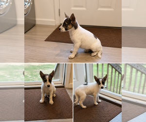 German Shepherd Dog Puppy for sale in ZEBULON, NC, USA