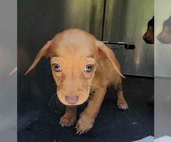 Medium Photo #1 Mutt Puppy For Sale in San Antonio, TX, USA