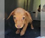 Small Mutt