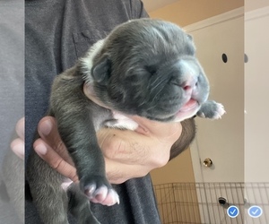 American Bully Puppy for sale in WALLINGFORD, CT, USA