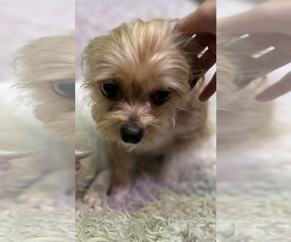 Medium Photo #3 Chihuahua-Unknown Mix Puppy For Sale in New York, NY, USA