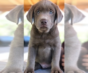 Labrador Retriever Puppy for sale in MURRIETA, CA, USA