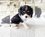 Small Photo #12 Cavalier King Charles Spaniel Puppy For Sale in HIGHLAND, UT, USA