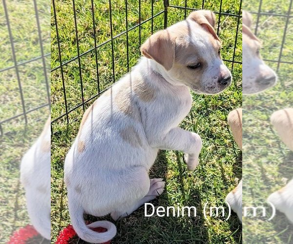 Medium Photo #7 Basset Hound-Labrador Retriever Mix Puppy For Sale in San Bernardino, CA, USA