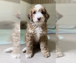 Small #14 Aussie-Poo-Miniature Bernedoodle Mix