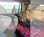 Small #2 American Pit Bull Terrier Mix