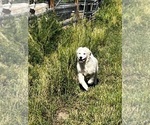Puppy 3 Great Pyrenees-Newfoundland Mix