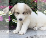 Small #3 Great Pyrenees