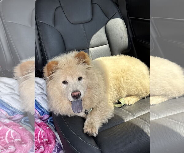 Medium Photo #6 Chow Chow Puppy For Sale in Valrico, FL, USA