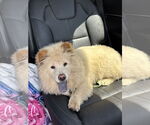 Small #5 Chow Chow