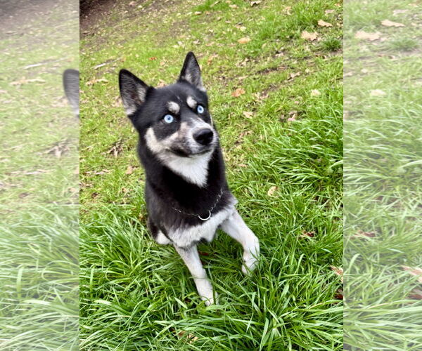 Medium Photo #3 Border Collie-Siberian Husky Mix Puppy For Sale in Cumming, GA, USA