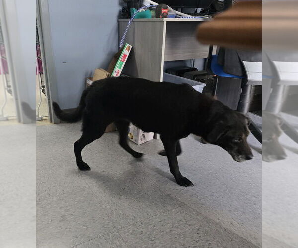 Medium Photo #3 Labrador Retriever-Unknown Mix Puppy For Sale in Evansville, IN, USA