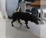 Small #2 Labrador Retriever Mix