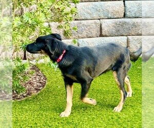 Ethan - Male Rottweiler-Unknown Mix Dog for Adoption - Photo #3