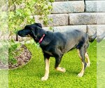 Small Photo #3 Rottweiler-Unknown Mix Puppy For Sale in San Diego, CA, USA