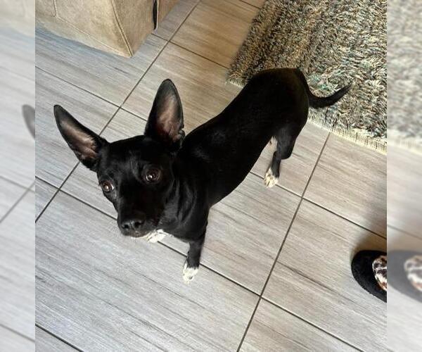 Medium Photo #10 Chihuahua-Unknown Mix Puppy For Sale in San Diego, CA, USA