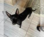 Small #9 Chihuahua Mix
