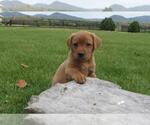 Puppy 0 Labrador Retriever-Unknown Mix