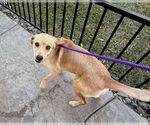 Small #7 Labrador Retriever Mix