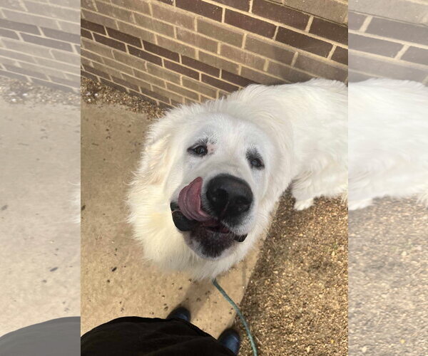 Medium Photo #2 Great Pyrenees Puppy For Sale in Columbus, IN, USA