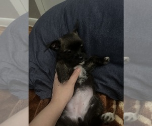 Chihuahua-Schnau-Tzu Mix Puppy for sale in NORTHGLENN, CO, USA