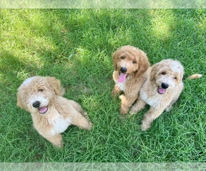 Double Doodle Puppy for sale in CLARKS HILL, SC, USA