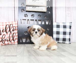 Shih Tzu Puppy for sale in MARIETTA, GA, USA