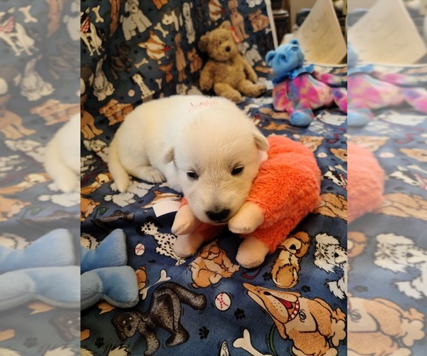 Medium Photo #48 German Shepherd Dog Puppy For Sale in CECILIA, KY, USA