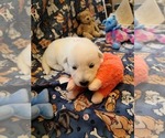 Small Photo #48 German Shepherd Dog Puppy For Sale in CECILIA, KY, USA