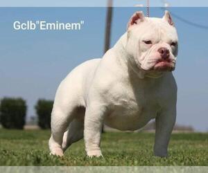 Father of the American Bully puppies born on 05/04/2022