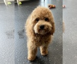 Small Photo #28 Maltipoo Puppy For Sale in WARSAW, IN, USA